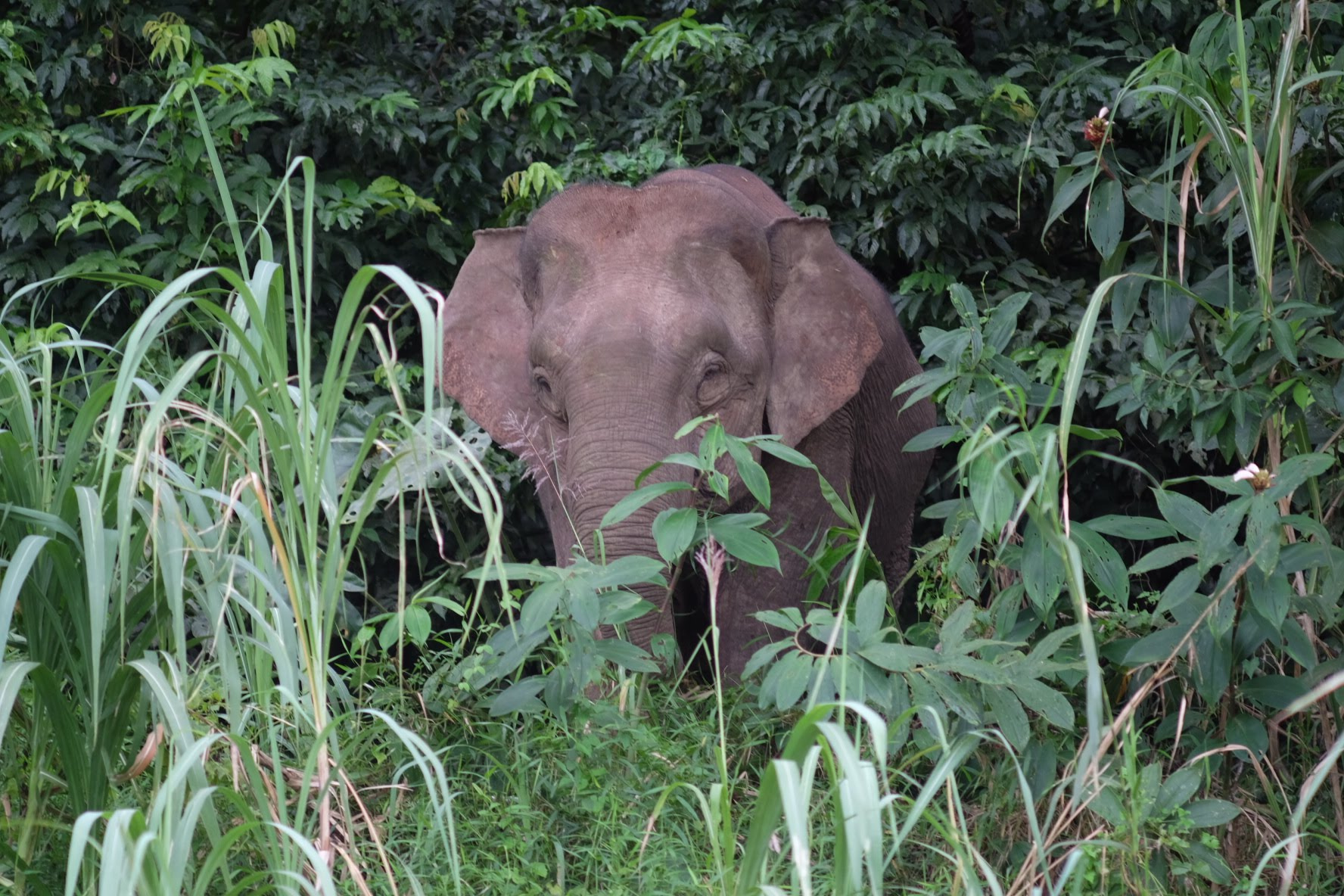 Closest living relative to the woolly mammoth.