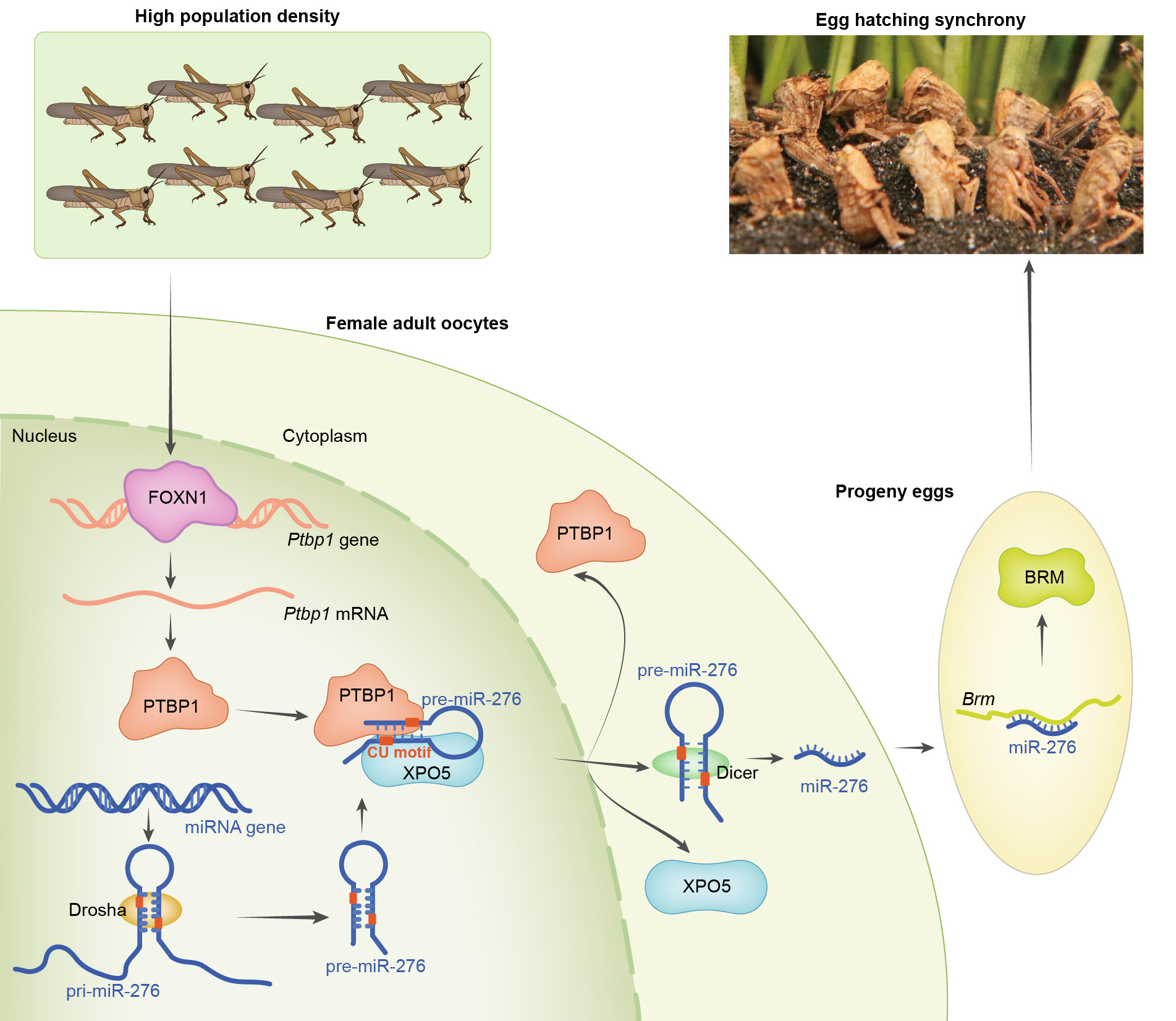 High density signal induces the expression of a transcriptional factor, FOXN1, which actives the transcription of PTBP1. PTBP1 specifically recognizes the “CU motifs” of pre-miR-276, and then promotes the nuclear transport of pre-miR-276 by incorporating with XPO5. The process results in high expression of miR-276 and the target gene Brm in oocytes and the progeny eggs, ultimately leading to hatching synchrony of progeny eggs.