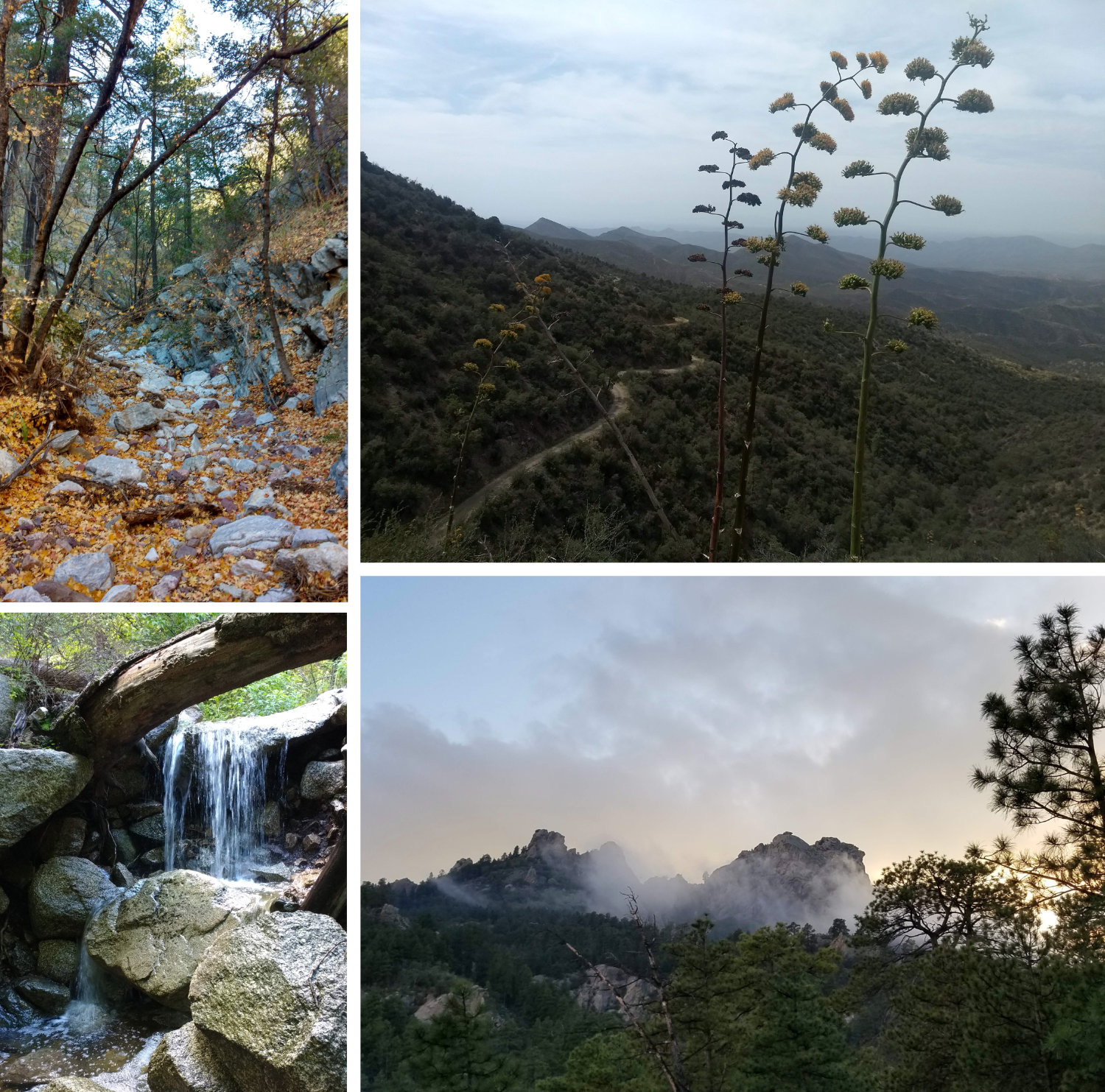 Photos from the different sky islands. 