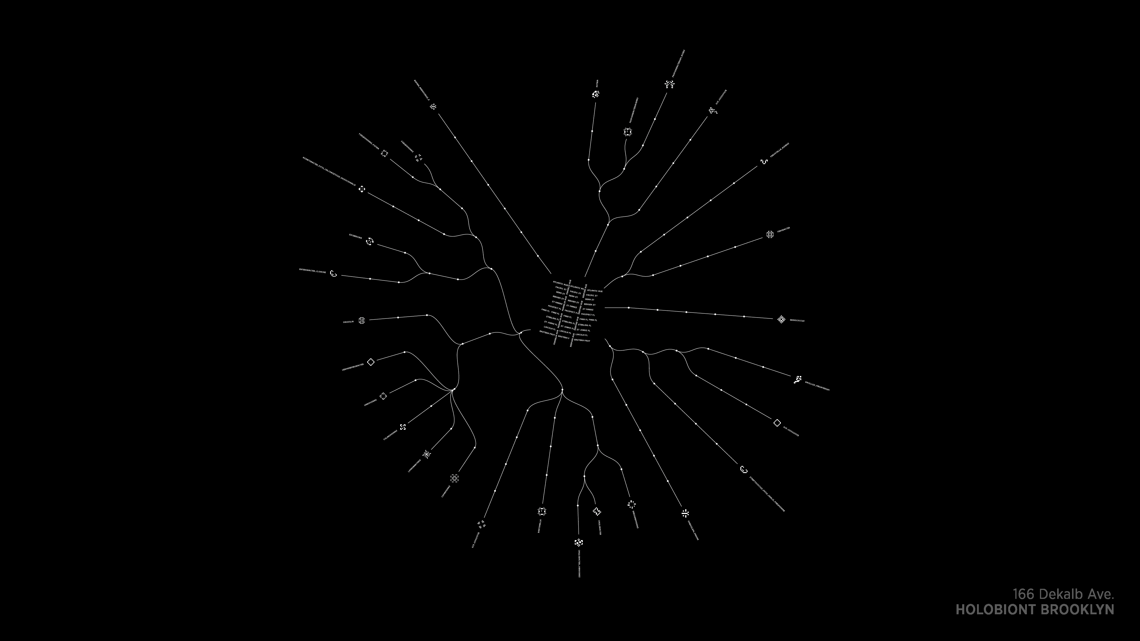 white phylogenetic tree structure on a black background