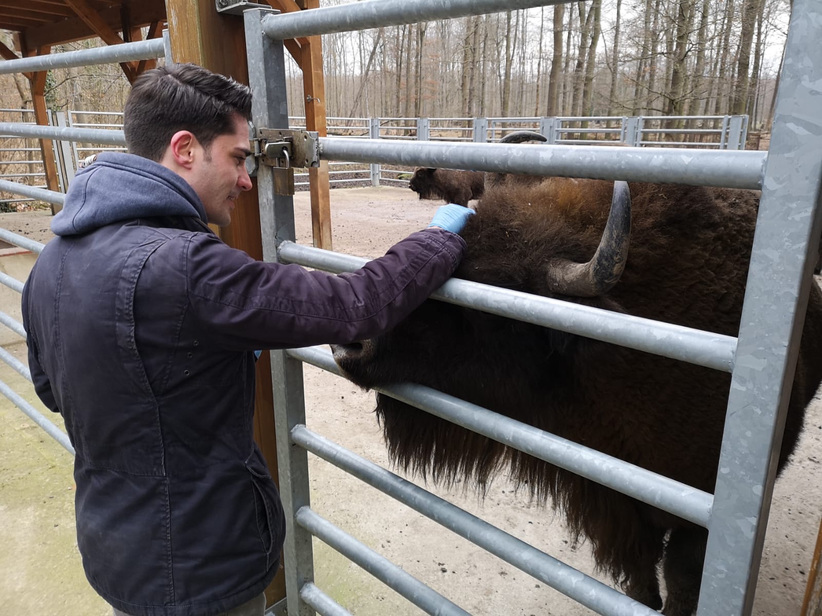 Rare 'invasive' but innocuous collection of hair samples at Wisentgehege in Springe, Germany