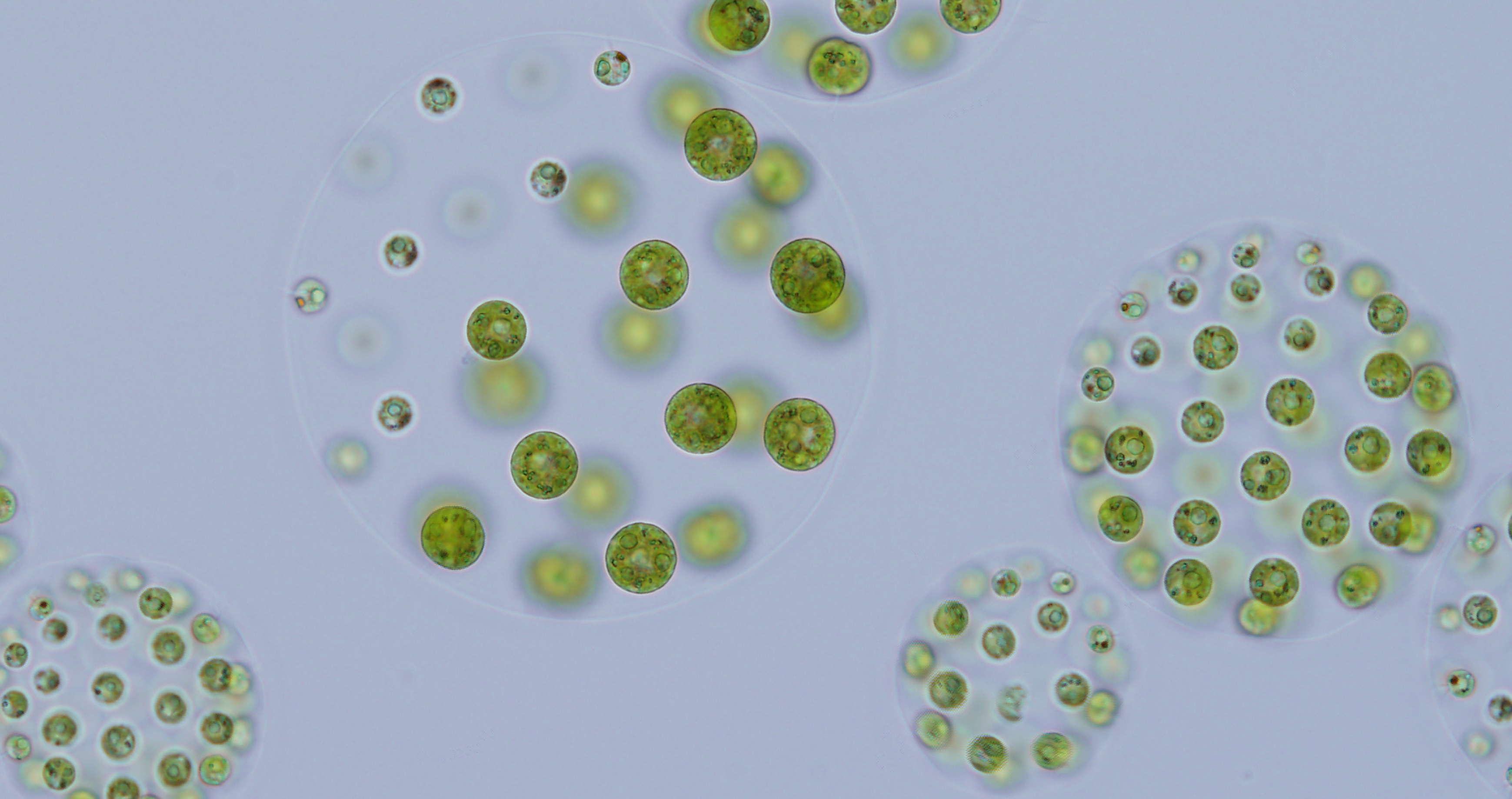 Fig. 2. The volvocine green alga Pleodorina starrii originating from Lake Sagami, Japan.