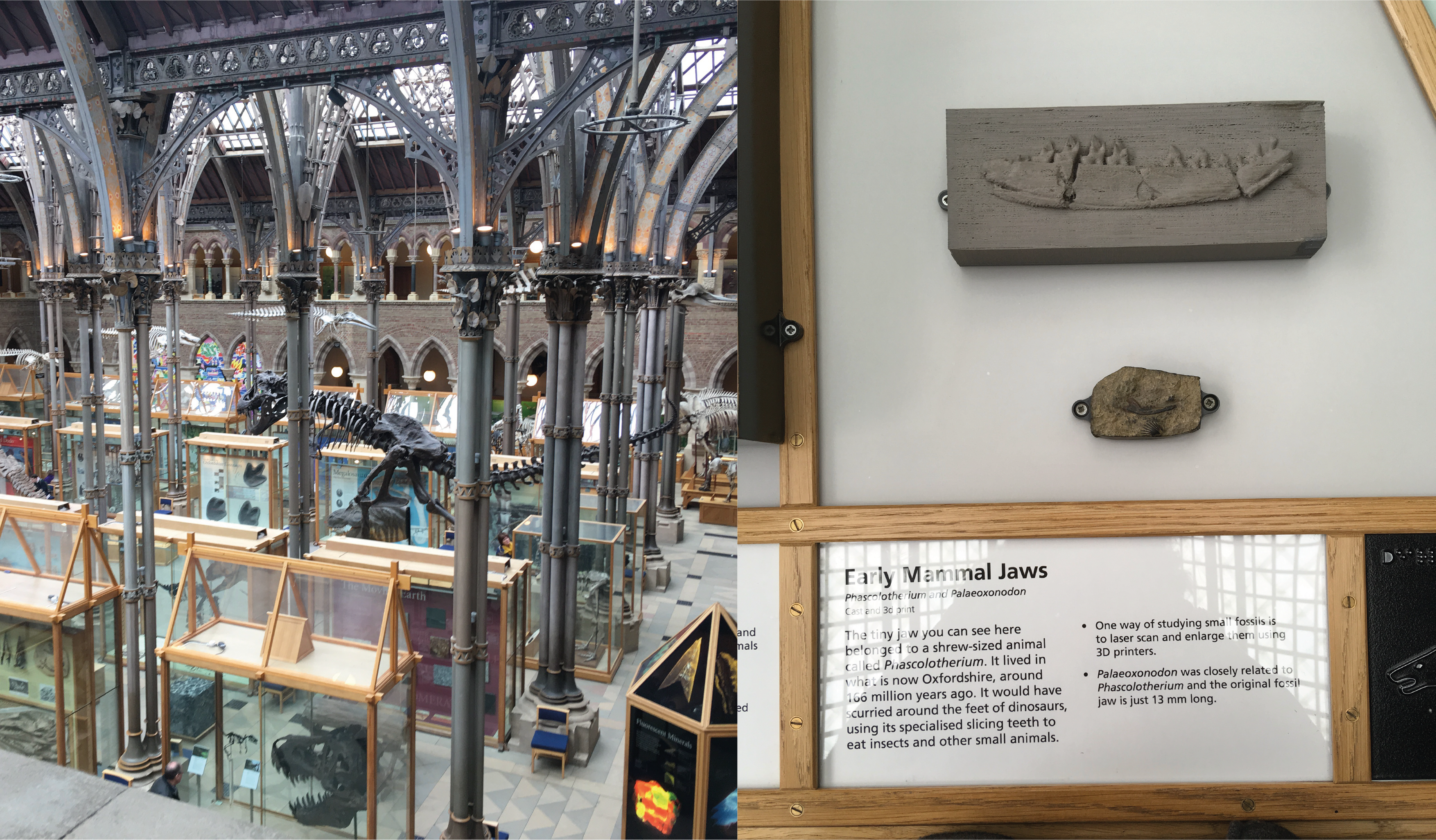 Photographs from the Oxford University Museum of Natural History, showing the museum interior on the left and two Mesozoic mammals on the right: Palaeoxonodon and Phascolotherium