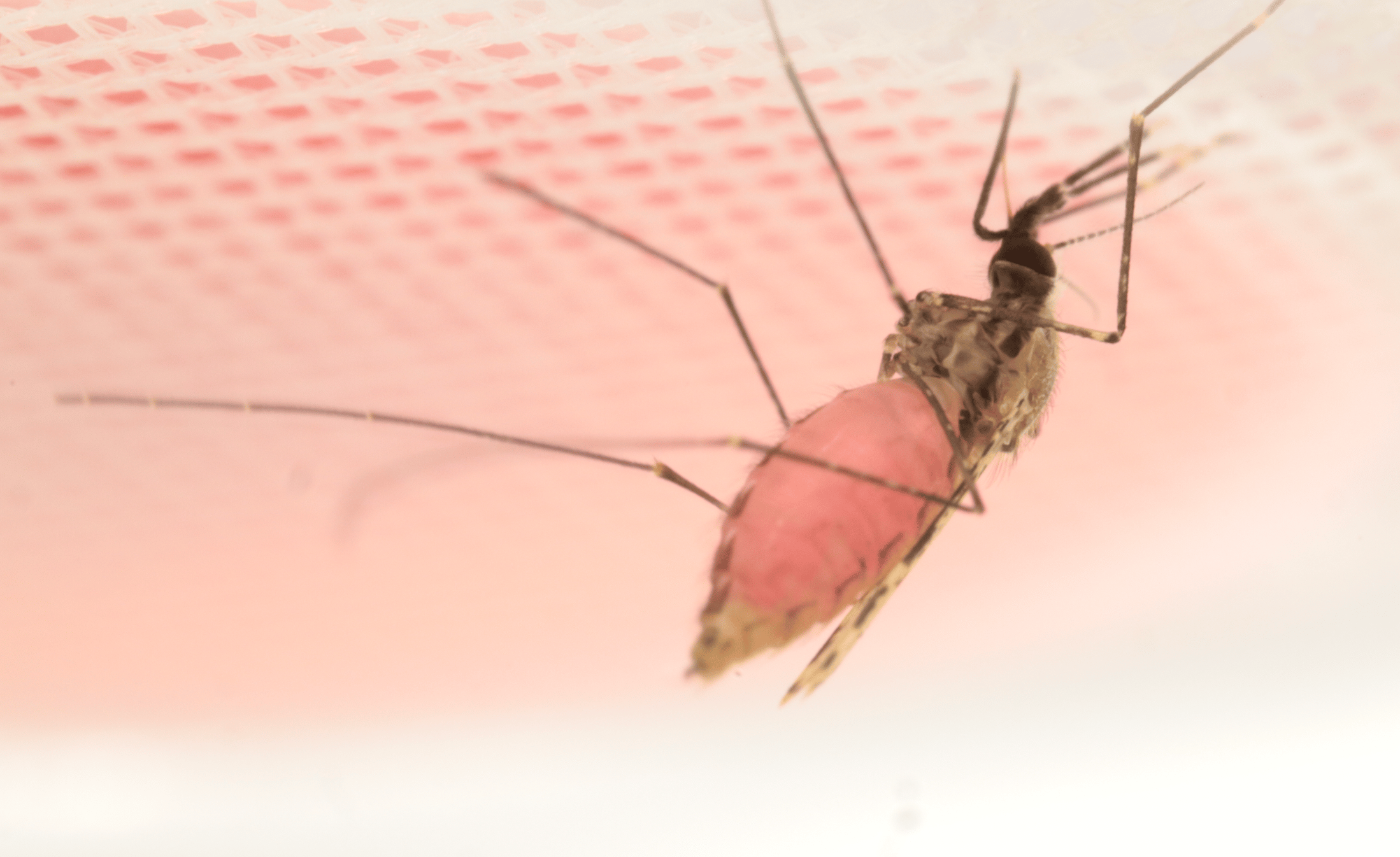 The lady Anopheles mosquito drinks a pink cocktail containing beetroot juice and HMBPP(image captured in Emami Lab by Melika  Hajkazemian).