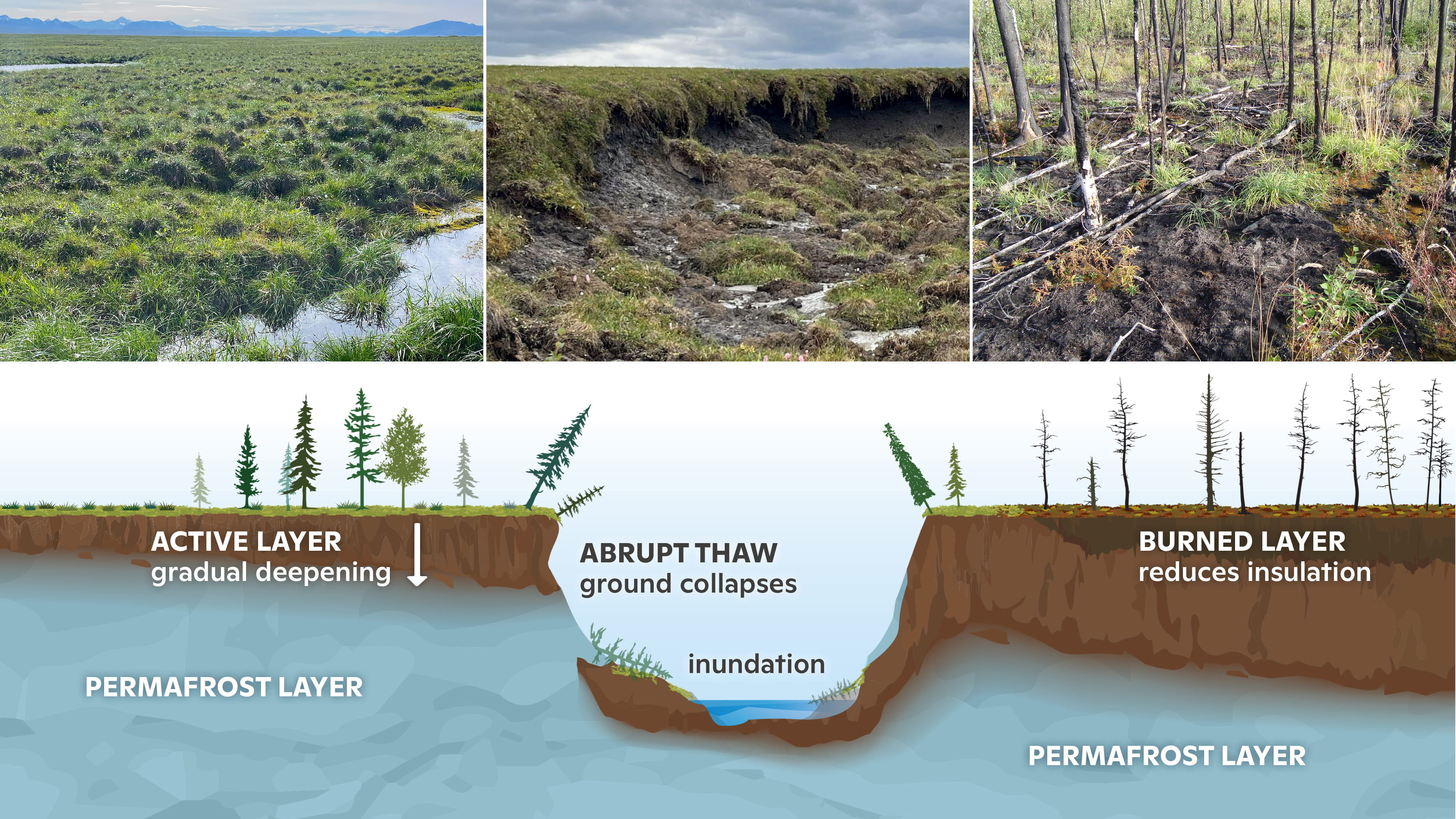 Permafrost thaw photos and schematic illustration of gradual, abrupt, and wildfire-permafrost interactions by J. Waite