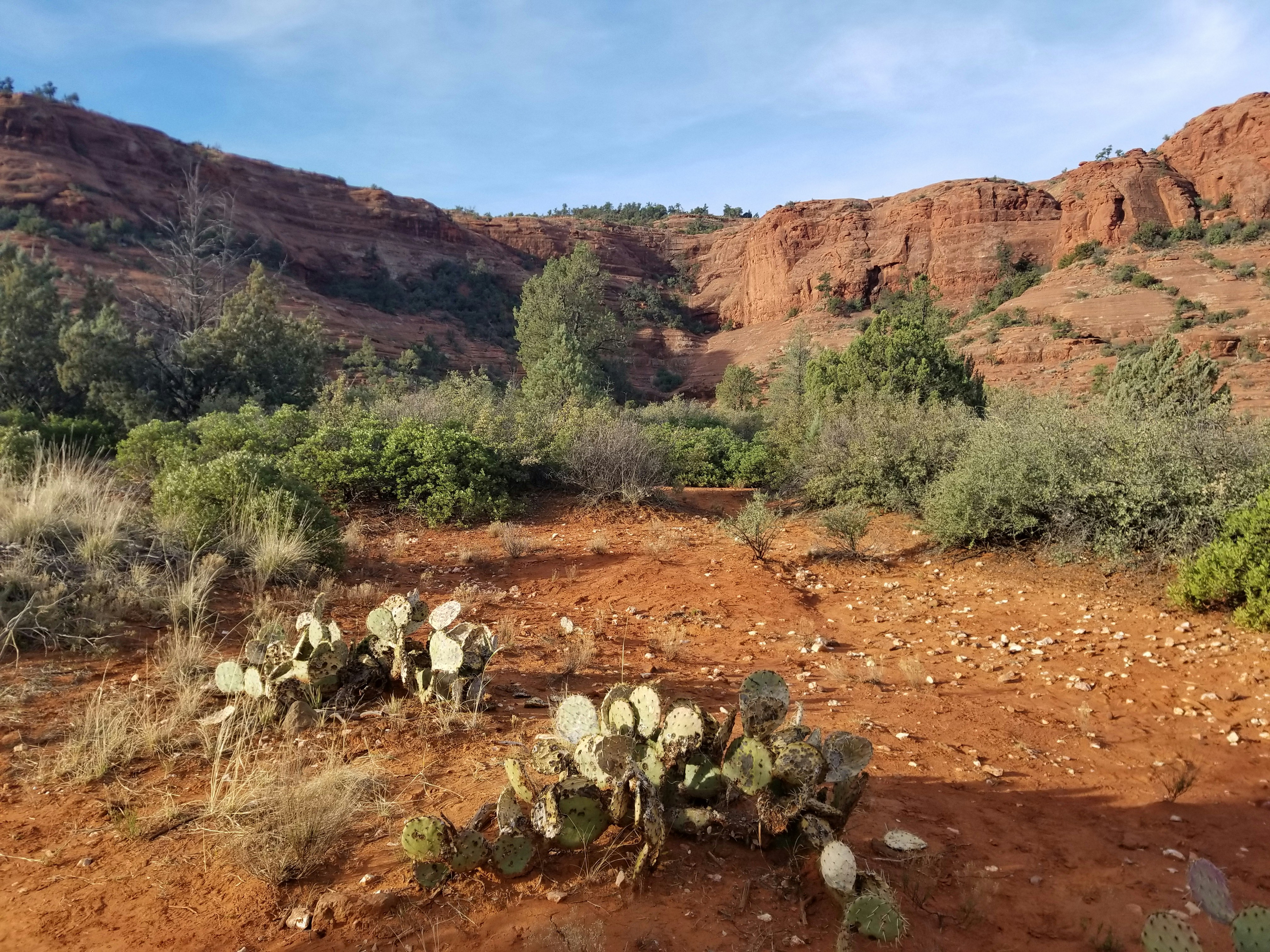 Opuntia species Opunitia