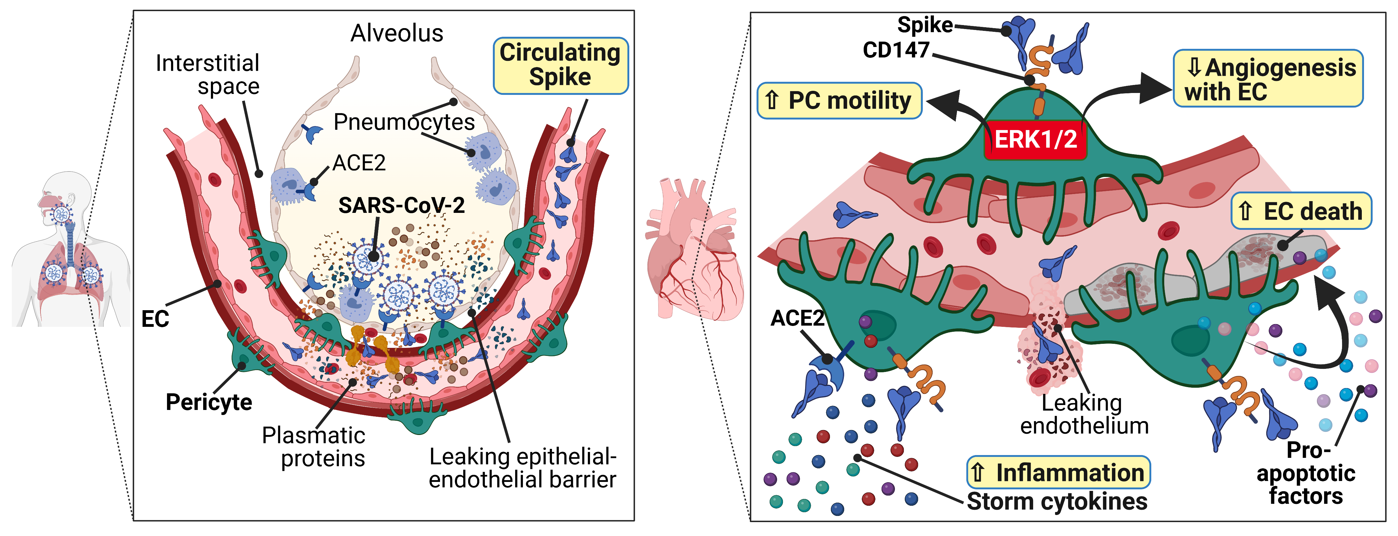 (Left) S-protein shed from viral particles spread from the pulmonary epithelium into the systemic circulation and can potentially reach the heart and other organs. (Right) In vitro, S-protein-induced cardiac pericytes become more migratory, incapable of supporting endothelial cells, and secrete pro-inflammatory and pro-apoptotic molecules responsible for endothelial cell death. EC = endothelial cell; PC = pericyte.