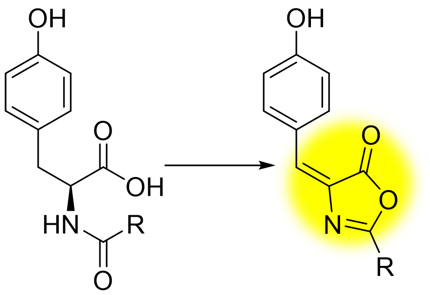 N-acyltyrosine being converted to tyrazolone