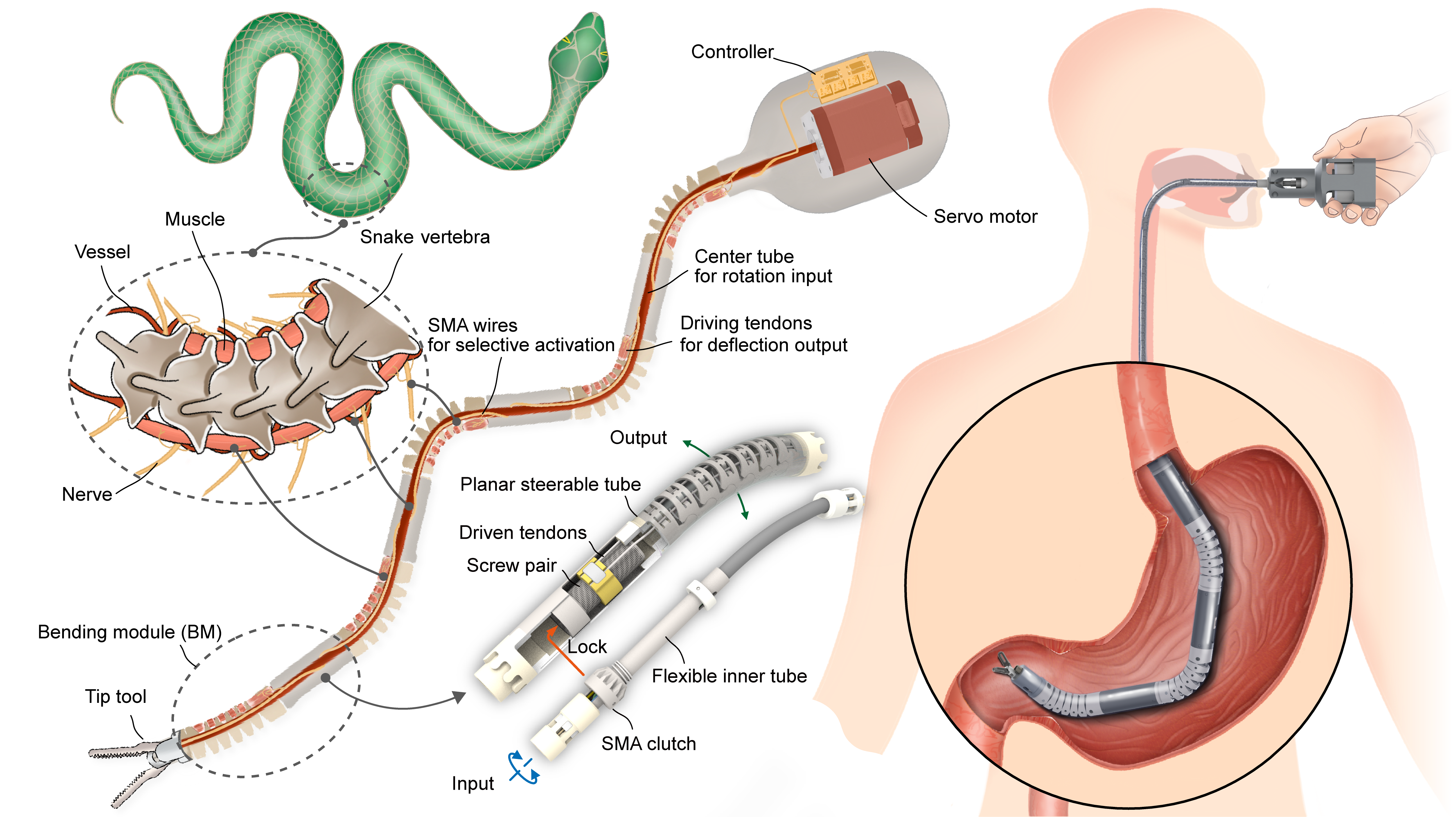 Schematic illustration of the proposed bioinspired time-share driven robot