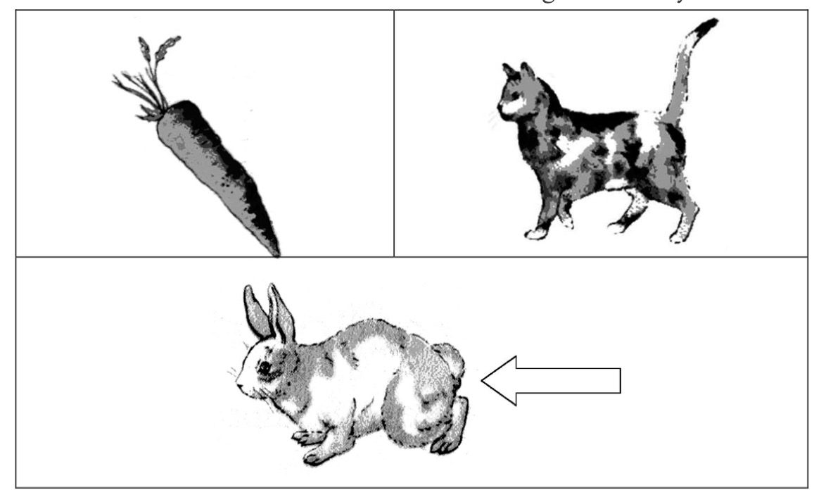 Triad categorization task showing cat, rabbit, and carrot
