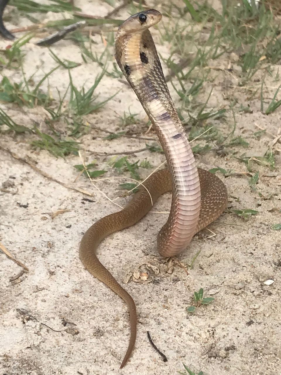 Naja naja at Chennai, India; Timothy NW Jackson personal archive