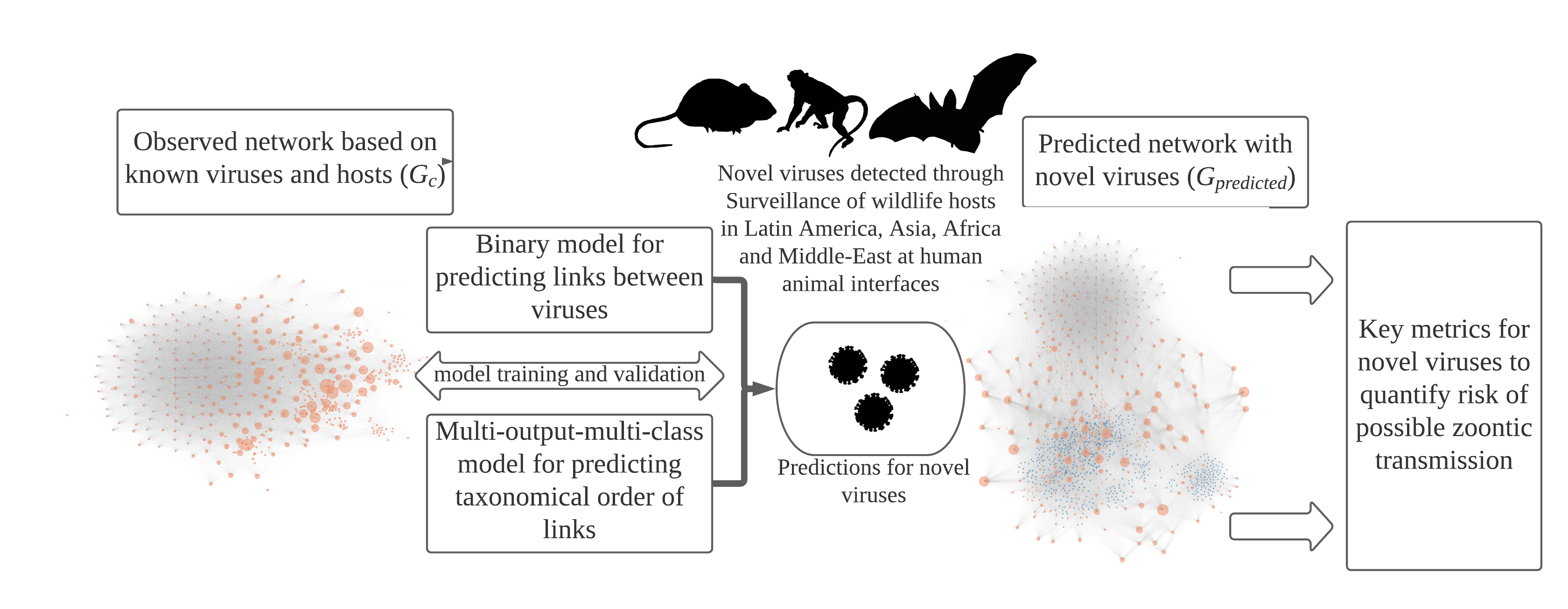 The figure shows the modeling procedure and methods implemented in the study. Orange dots represent a known virus in the observed (Gc) and predicted networks (Gpredicted), blue dots represent novel viruses in the predicted network (Gpredicted). Virus-host networks: Gc, represents a unipartite observed network of known zoonotic and non-zoonotic viruses with nodes representing viruses and edges representing shared hosts. Gpredictedrepresents the predicted unipartite network generated after predicting possible linkages between 531 novel viruses (blue) and known viruses. The node size is proportional to the betweenness centrality.