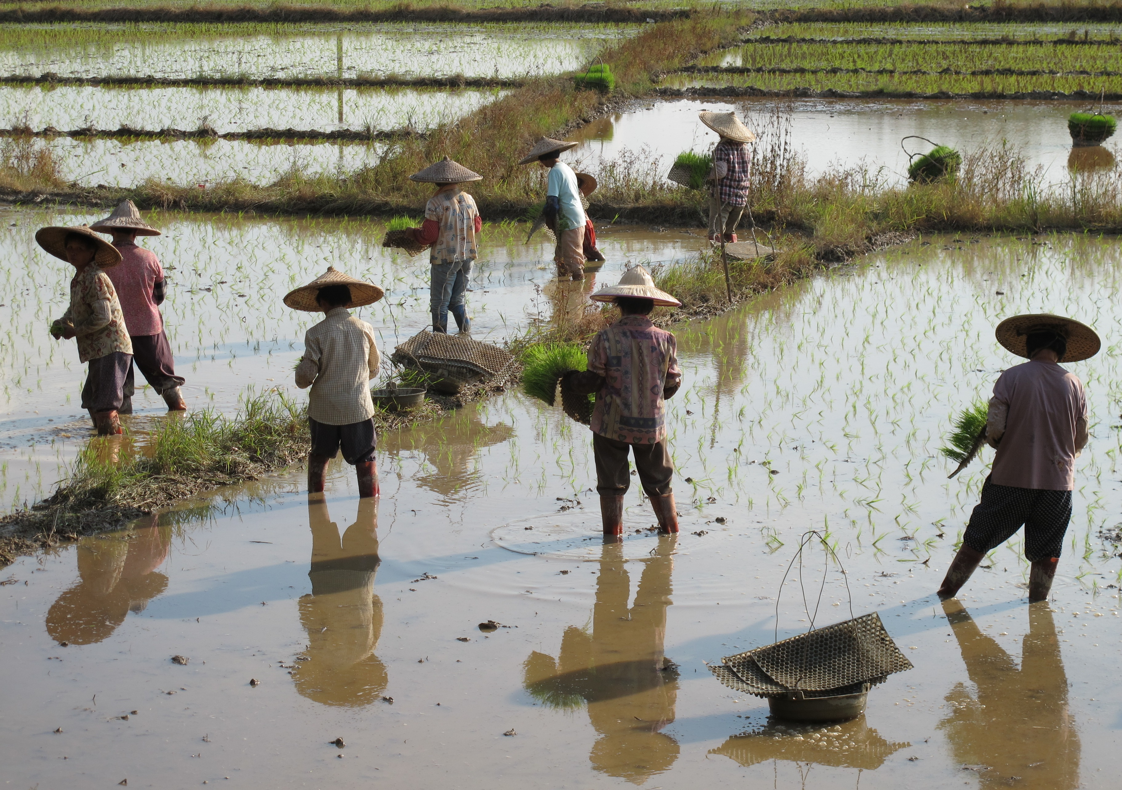 Rice farmers working in a paddy field