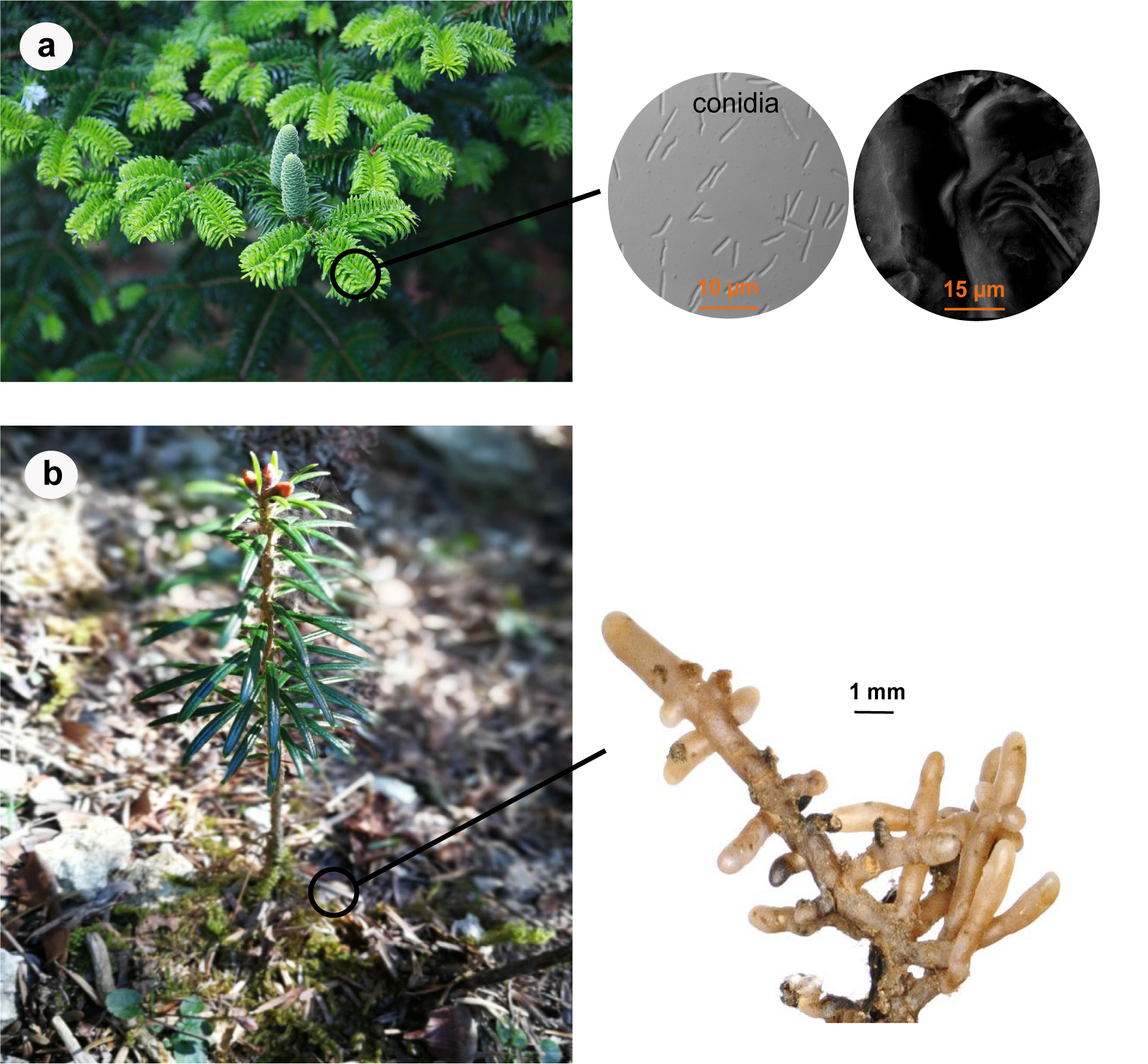 a: FEs colonize needle tissues intracellularly and produce conidia in vitro. b: Morphology of ectomycorrhizal roots (the composition of ectomycorrhizal fungi is not yet identified).