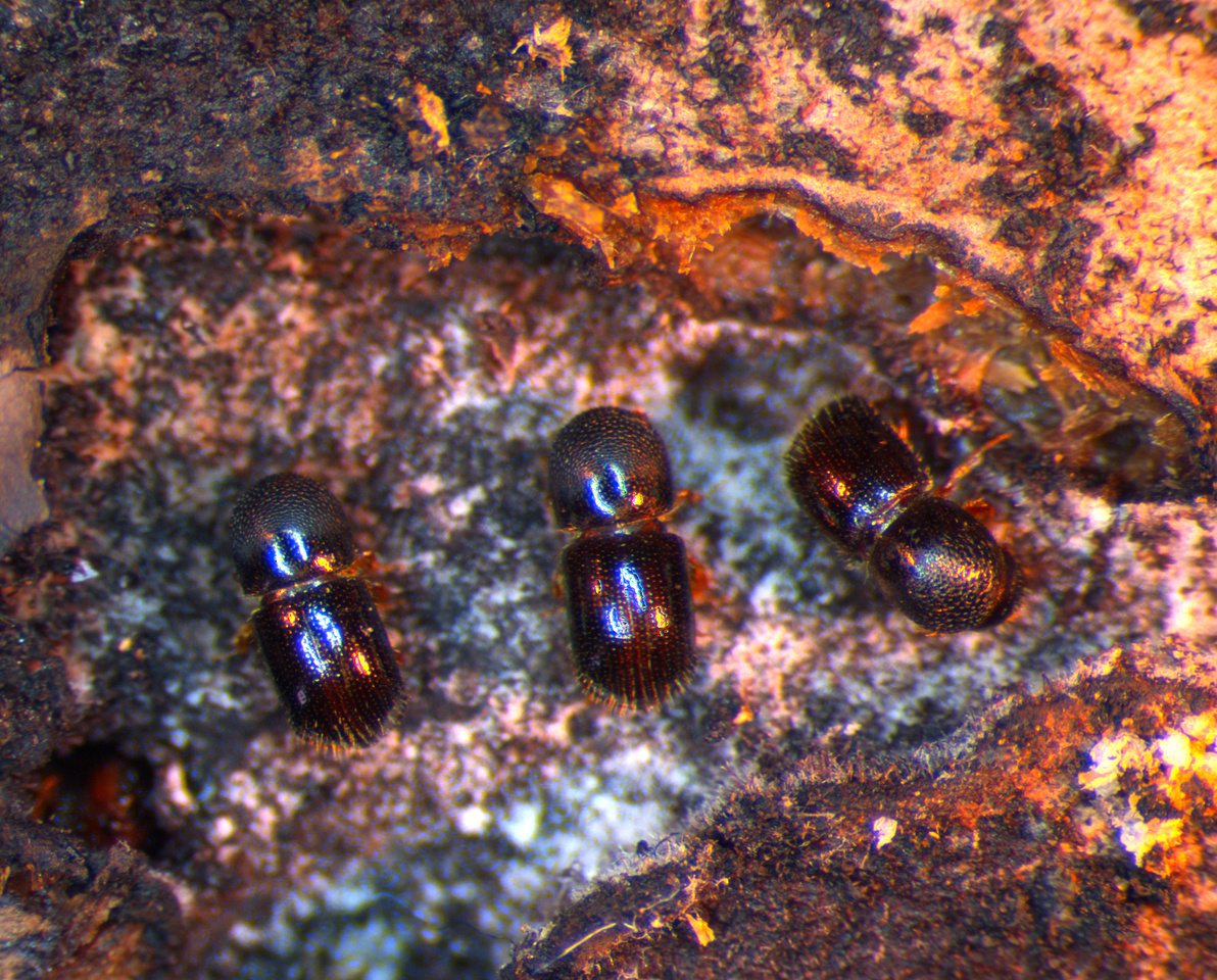 Affinity for Alcohol Benefits Fungus Farming by Ambrosia Beetles 