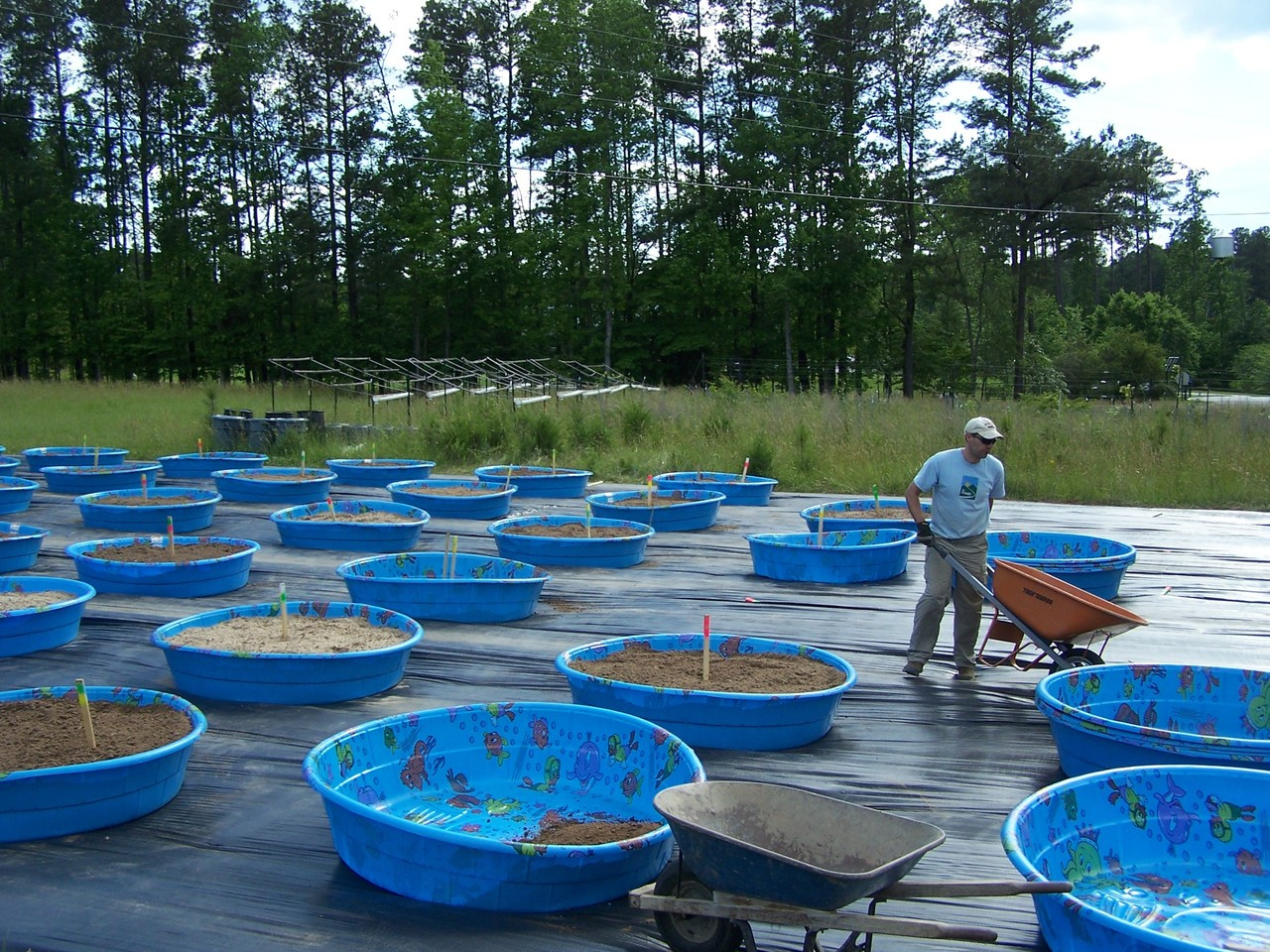 Temperature accelerates the rate at which fields become forests