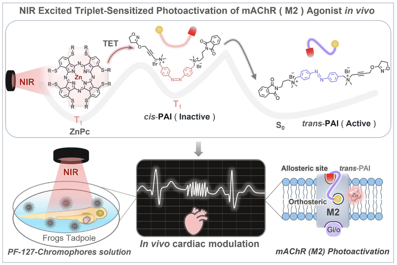Noninvasive cardiac modulation via triplet-sensitized photoswitching in the phototherapeutic window