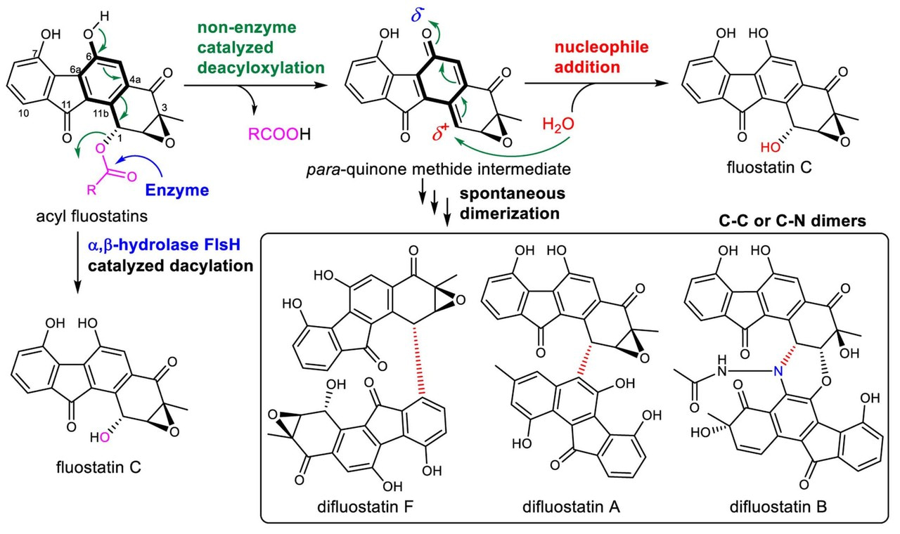 Acyls lost, dimers arose