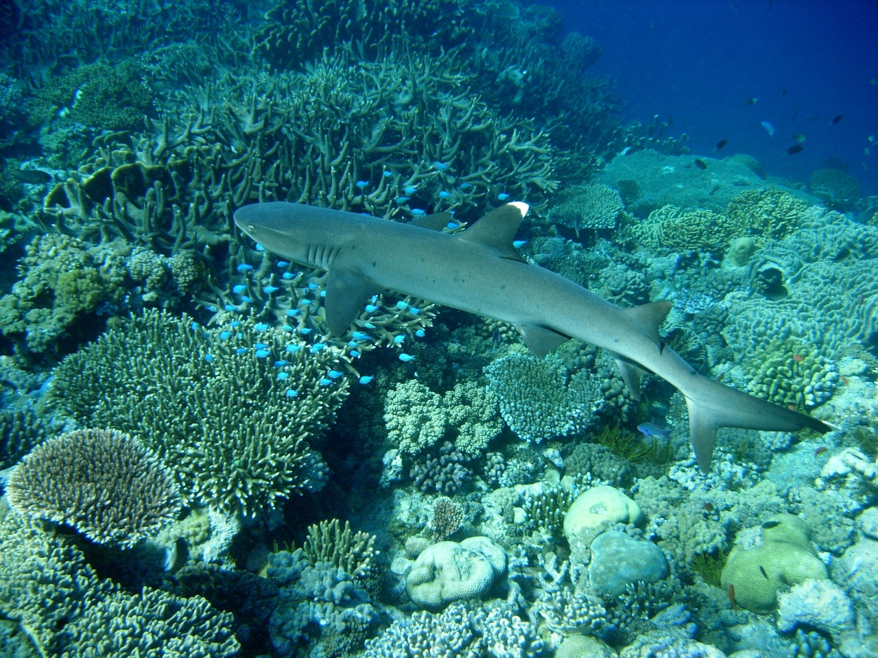 Phage Puppet Masters of the Marine Microbial Realm