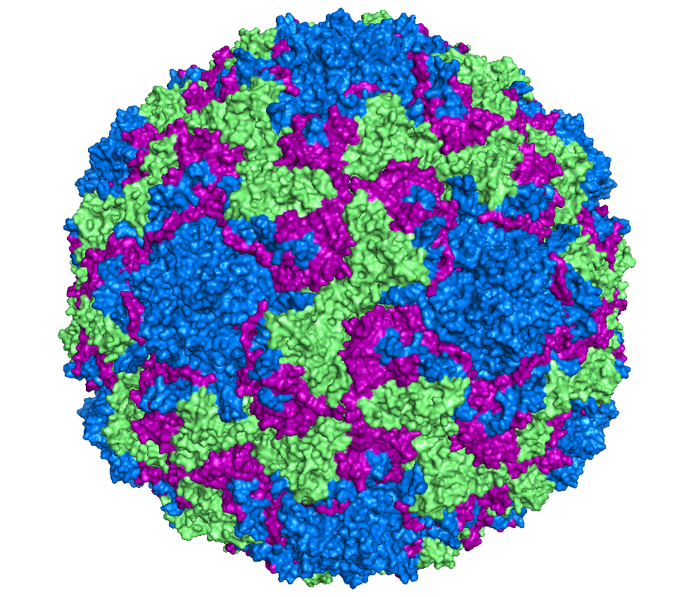 Species-specific diagnosis of rhinovirus infections: Mission possible? 