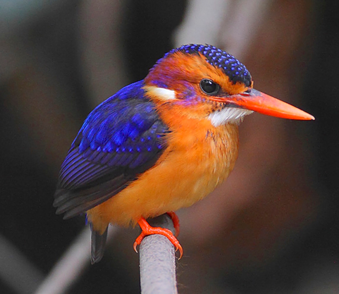 The yin and yang of community assembly: how biogeography and ecology shape global patterns of species coexistence