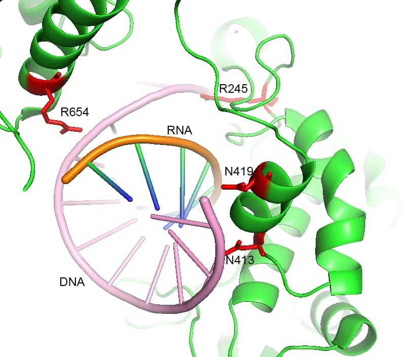 Hong Kong Cas9 engineers - making discovery with passion in the midst of turmoil