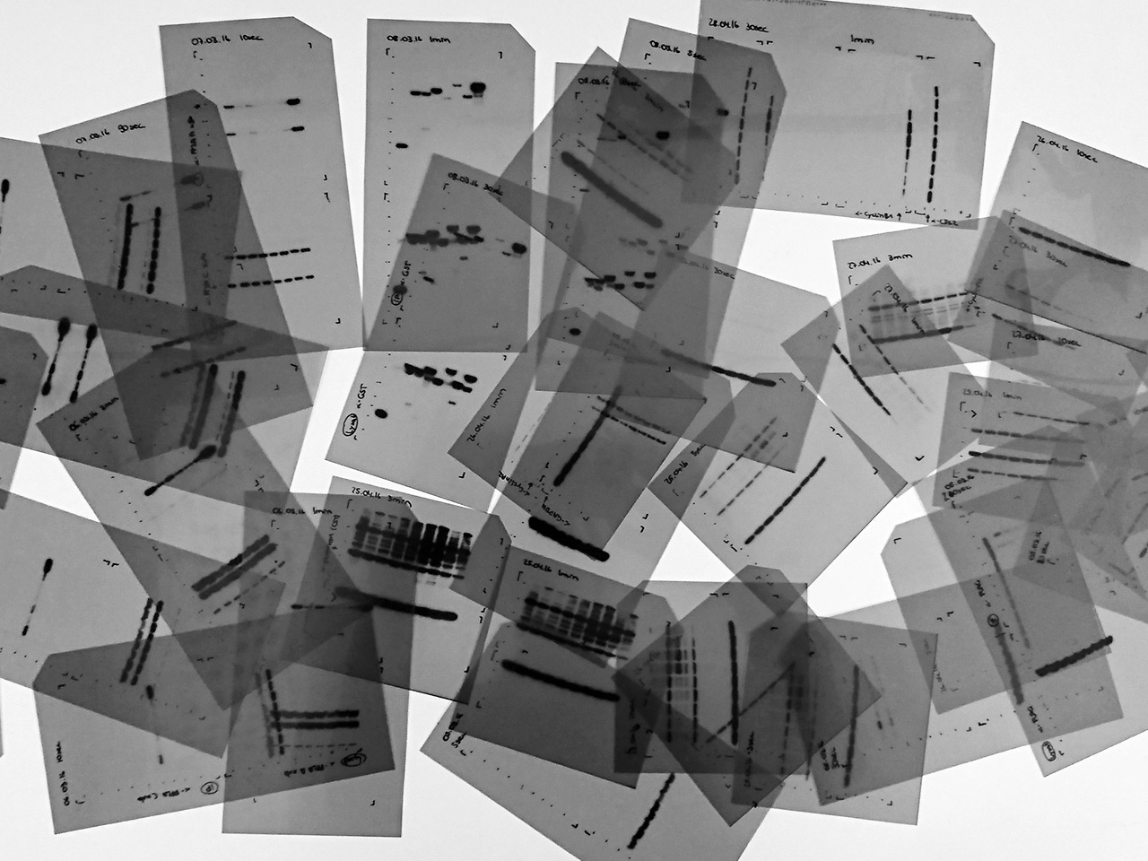 SAMHD1: One (tightly regulated) phosphorylation to rule it all