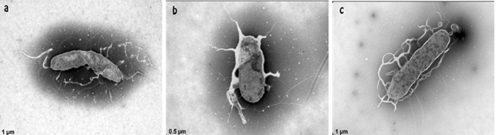 Smell the Sea: E. acroporae’s role in coral DMSP metabolism