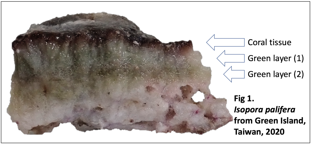 After the Paper: Coral Skeleton Bacteria Are Attracting More Attention