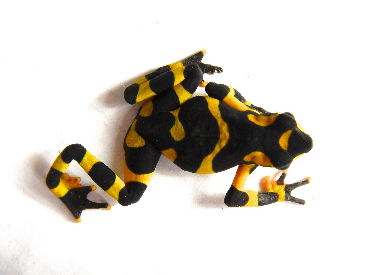 Defying disease: some amphibian species are fighting back and inspiring a new generation of women herpetologists