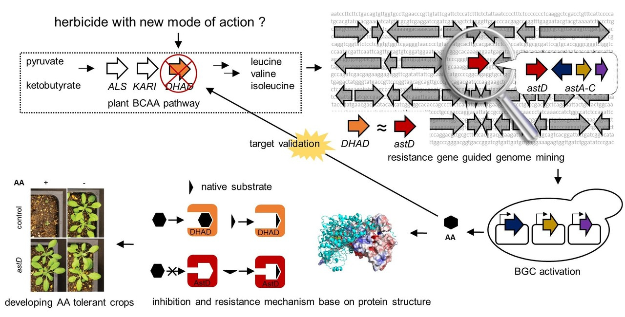 Resistance-Gene Directed Natural Product Discovery