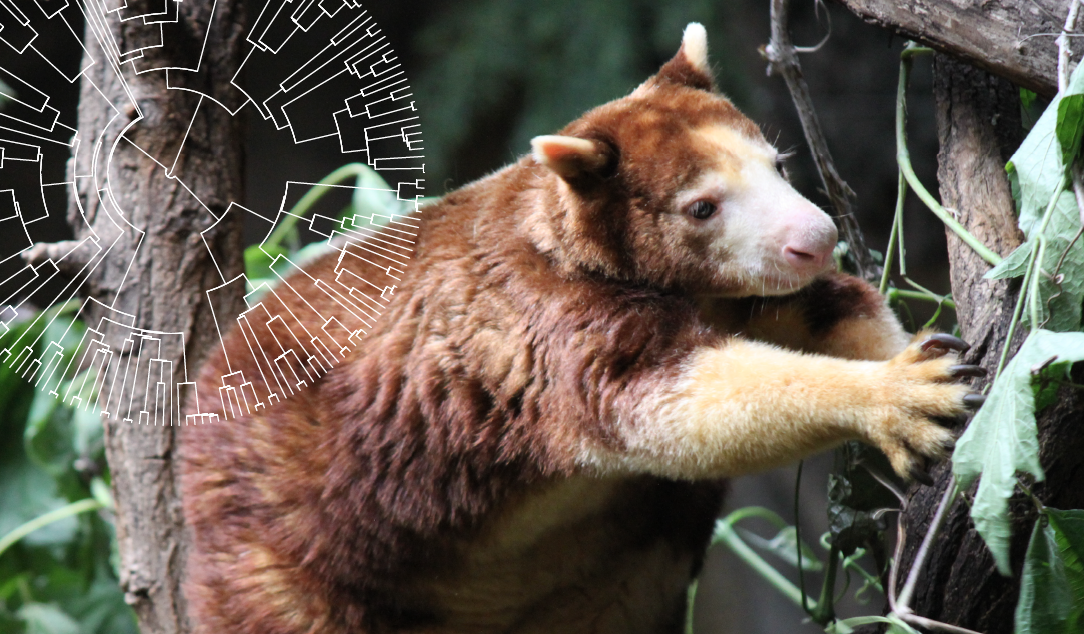 Should we conserve phylogenetic diversity?