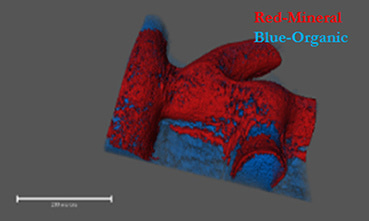 Microbial Fortress: Cracking the Minerals That Shape Biofilms 