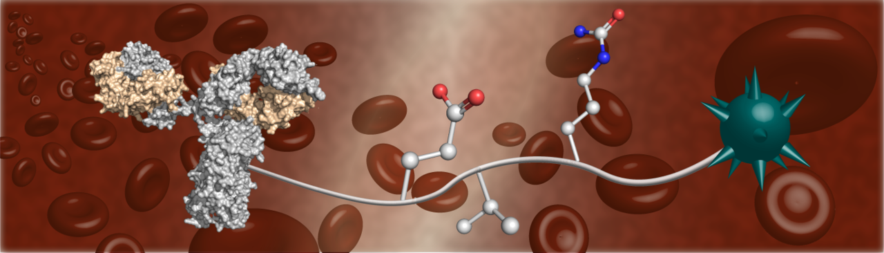 Improving stability of antibody-drug conjugates in mouse models