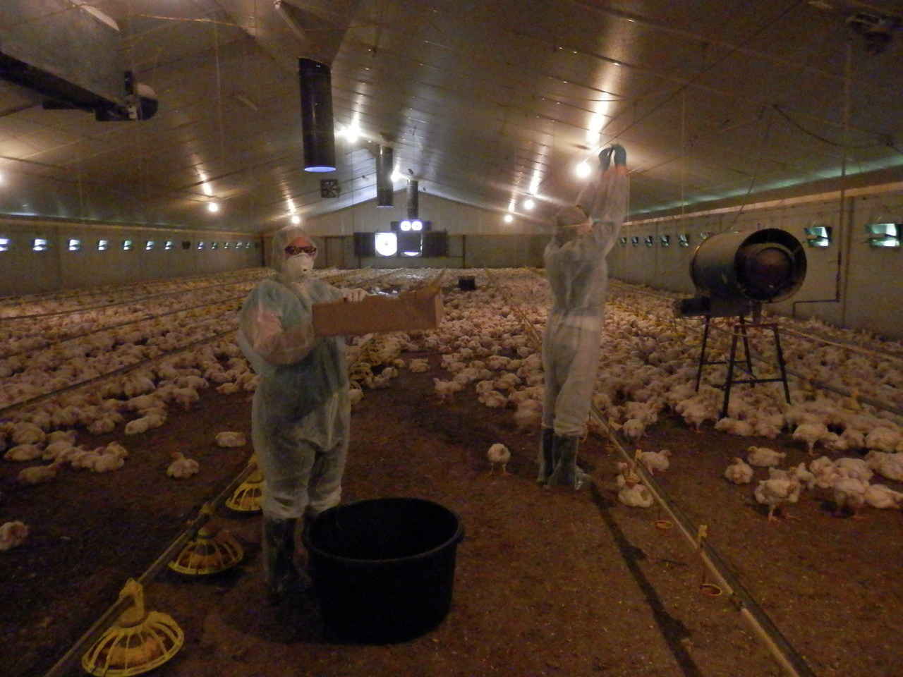 Using metagenomic sequencing for monitoring antimicrobial resistance in livestock animals