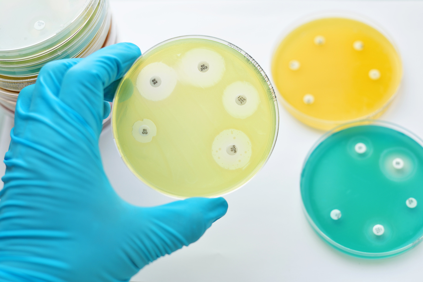Watch bacteria fighting antibiotics in the arena
