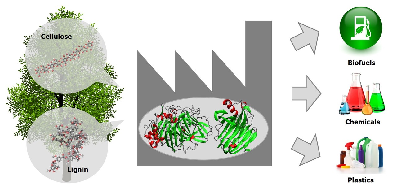 Enhancing Biocatalysis in Non-aqueous Media