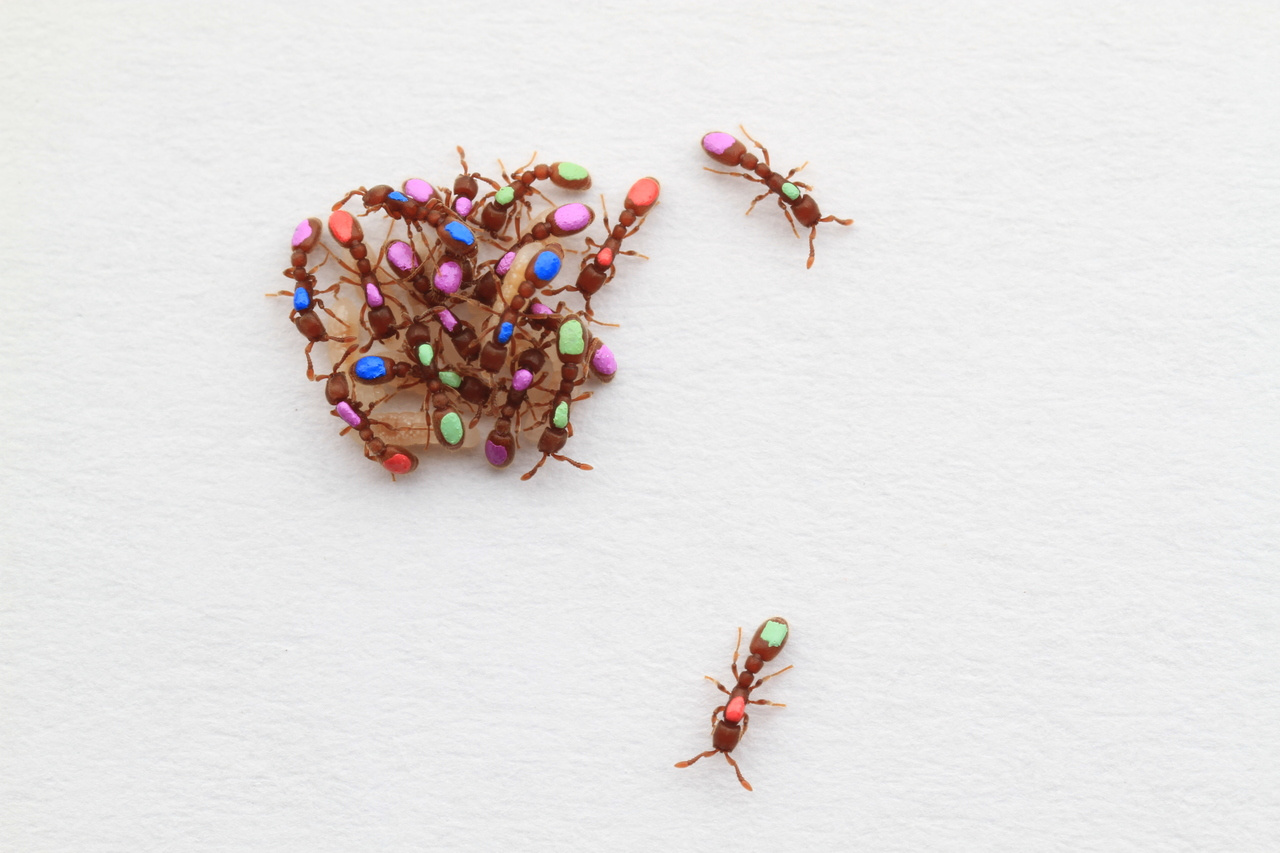 The emergence of division of labor among clonal ants