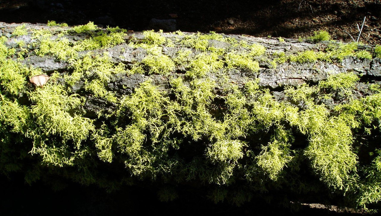 Eschew logarithmic obfuscation!