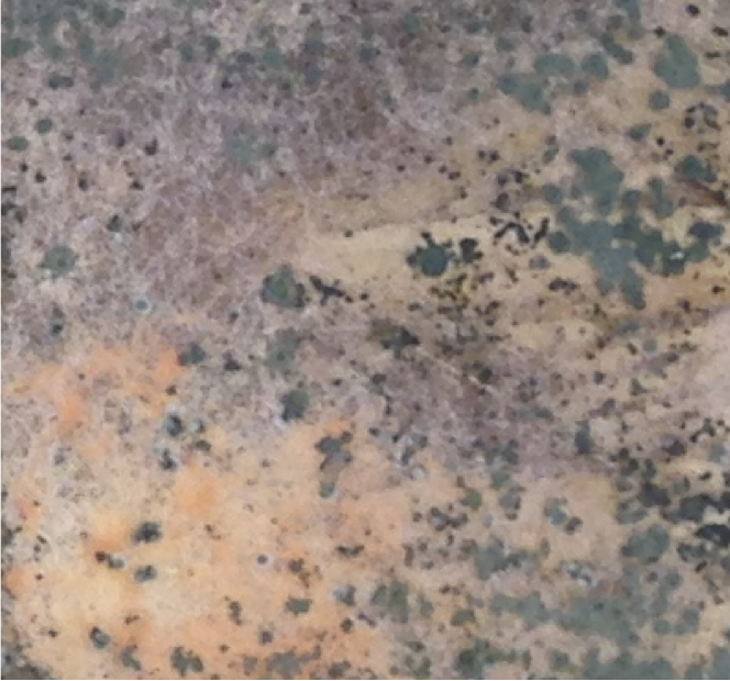 Microbiology of the Built Environment