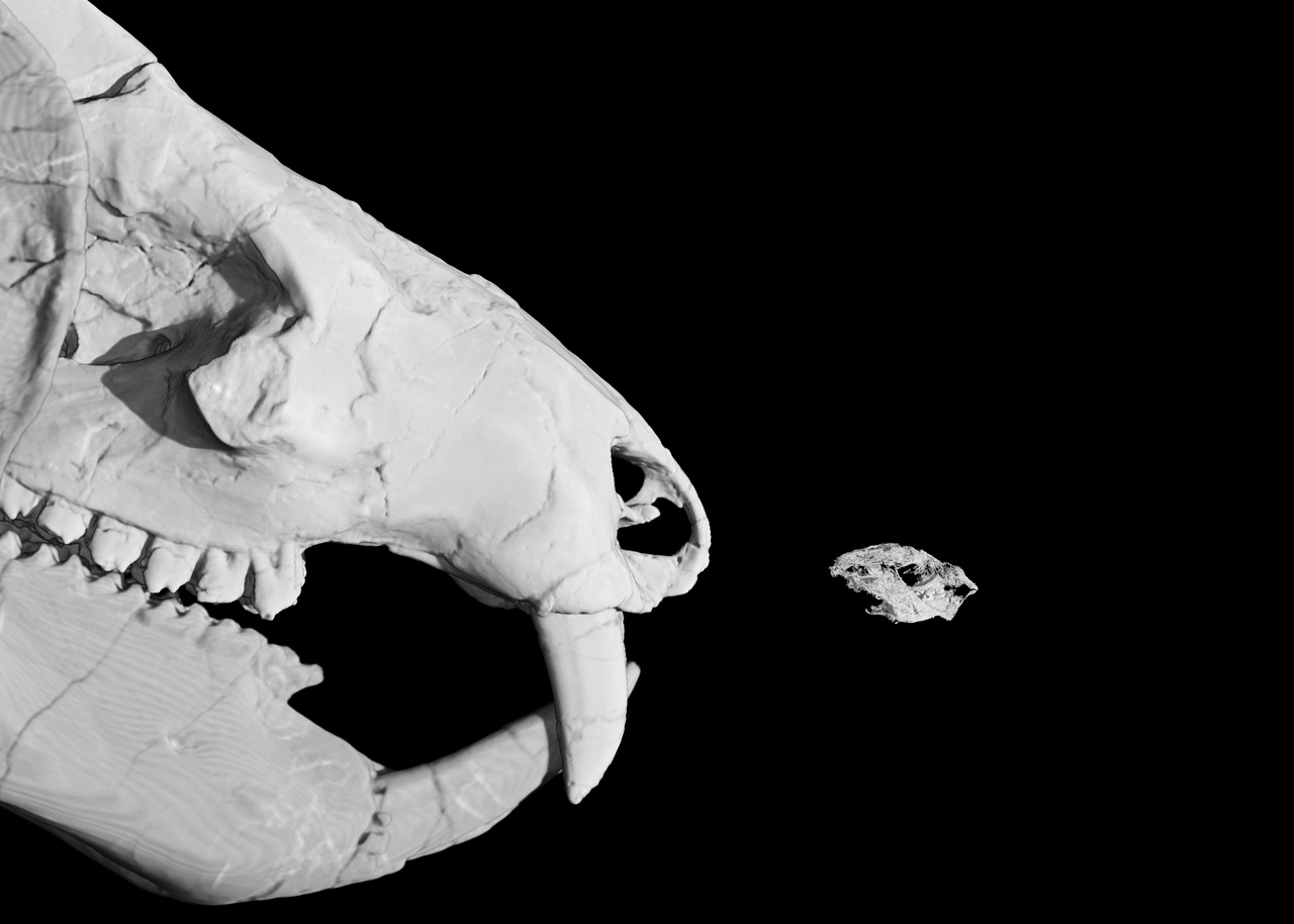 An Early Jurassic mammaliamorph with three dozen perinatal young