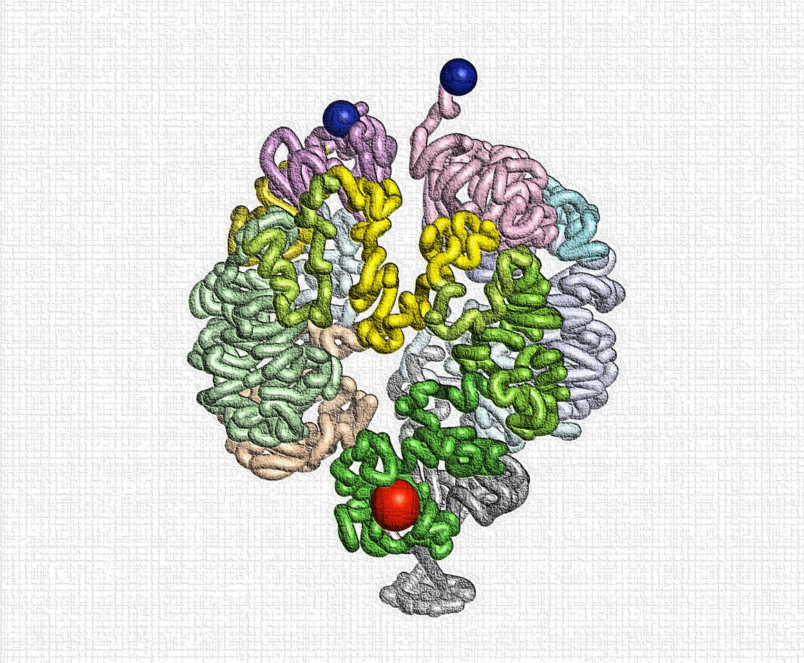 Creating a functional single chromosome yeast