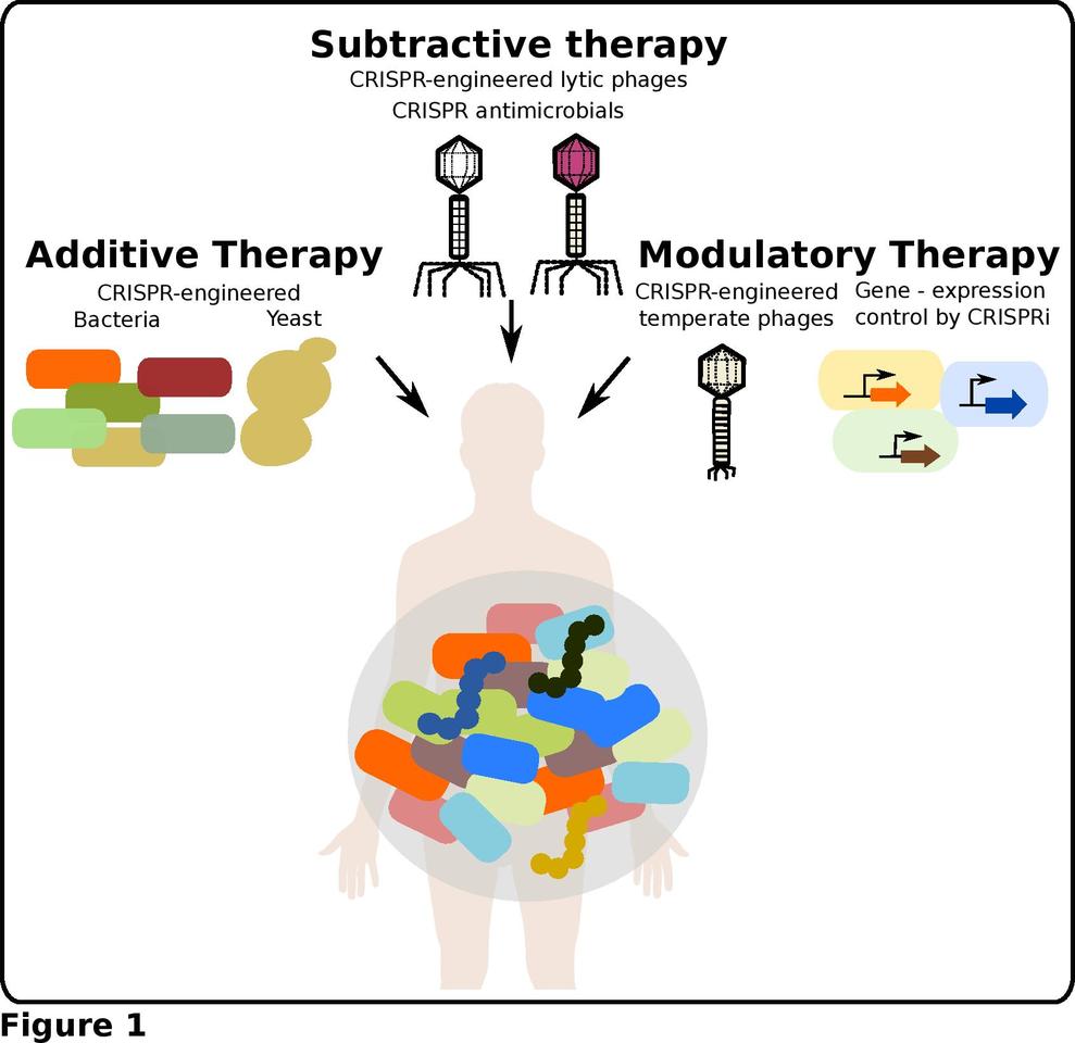 Microbiome Editing using CRISPR-technology