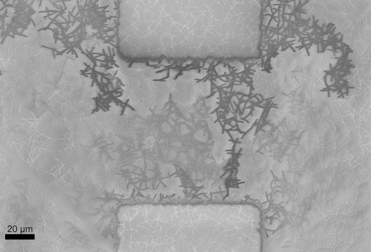 Emergence of Winner-takes-all Connectivity Paths in Random Nanowire Networks