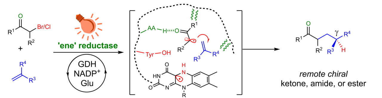 Illuminating ‘ene’ reductases for a new-to-nature transformation