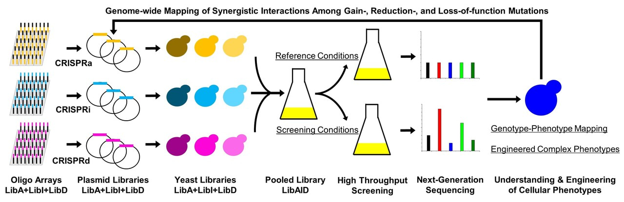 Multi-functional genome-wide CRISPR system for high throughput genotype–phenotype mapping