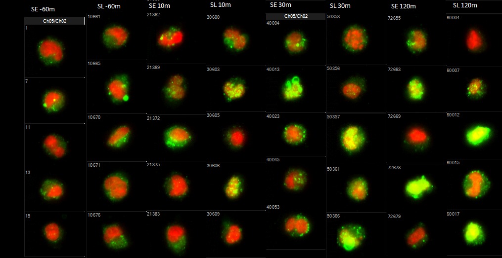 Every virus needs a companion