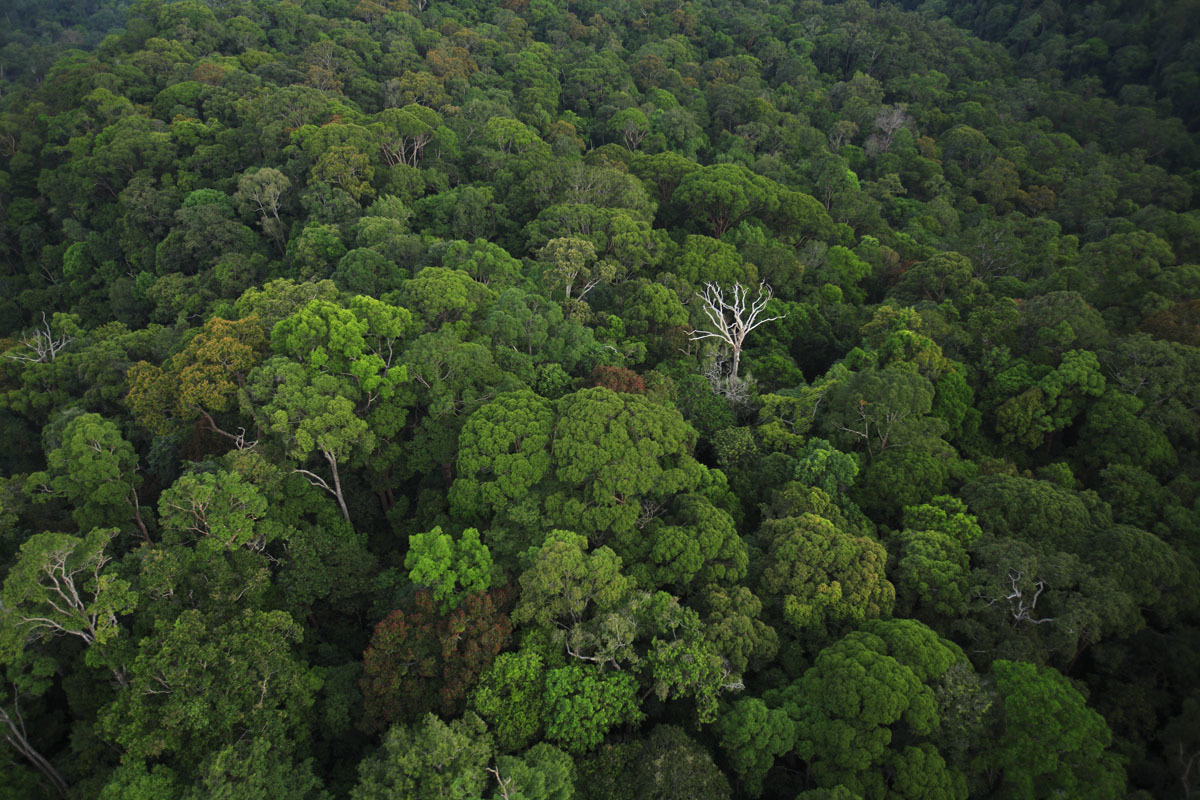 Tropical tree survival: the large and the small of it