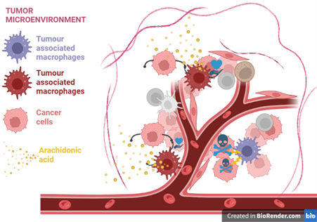 Heterogeneity and metabolic adaptations of tumour associated macrophages in the tumour microenvironment