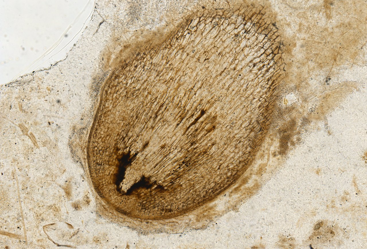 Getting to the root of plant roots